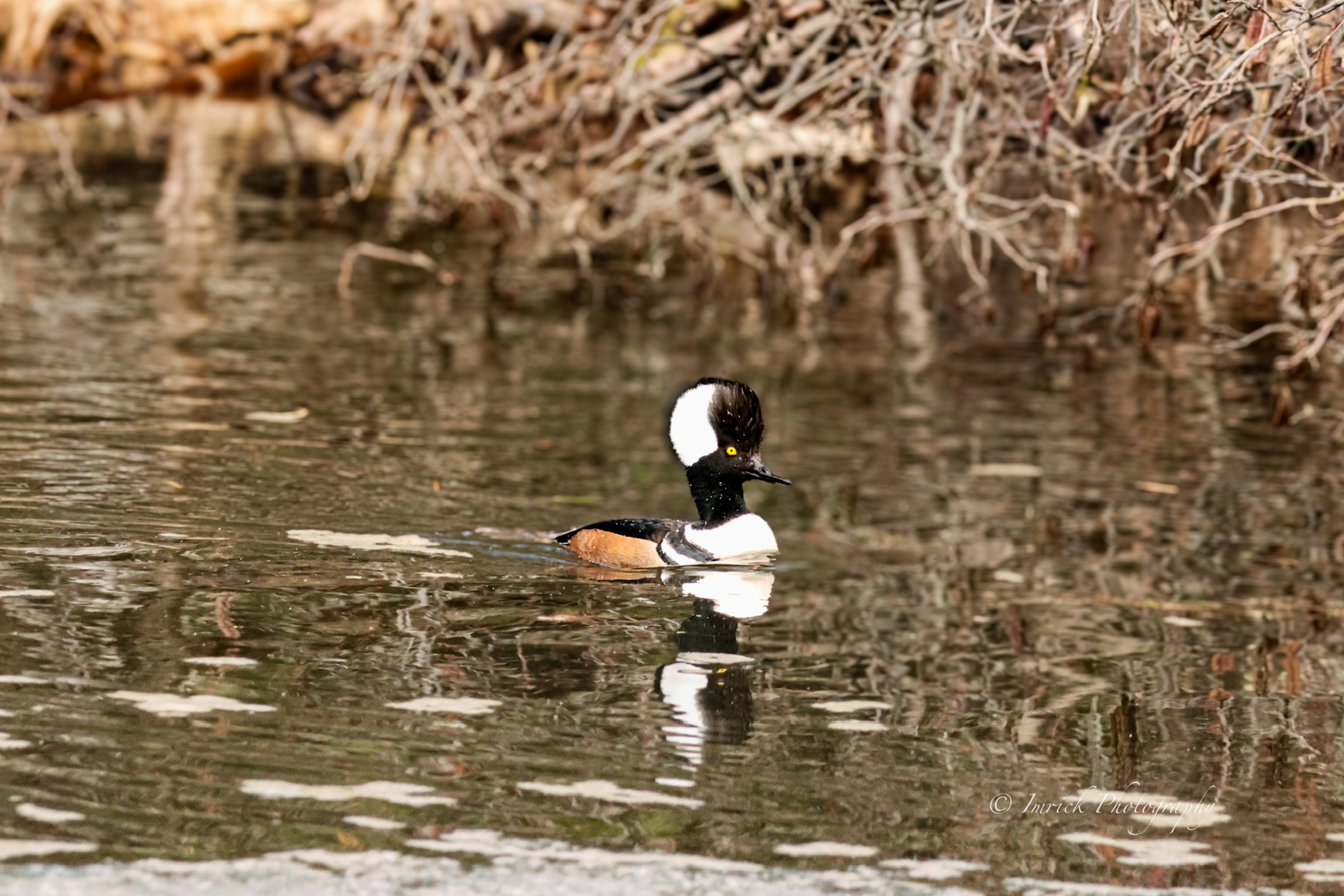 Hooded Merganser Duck Swimming